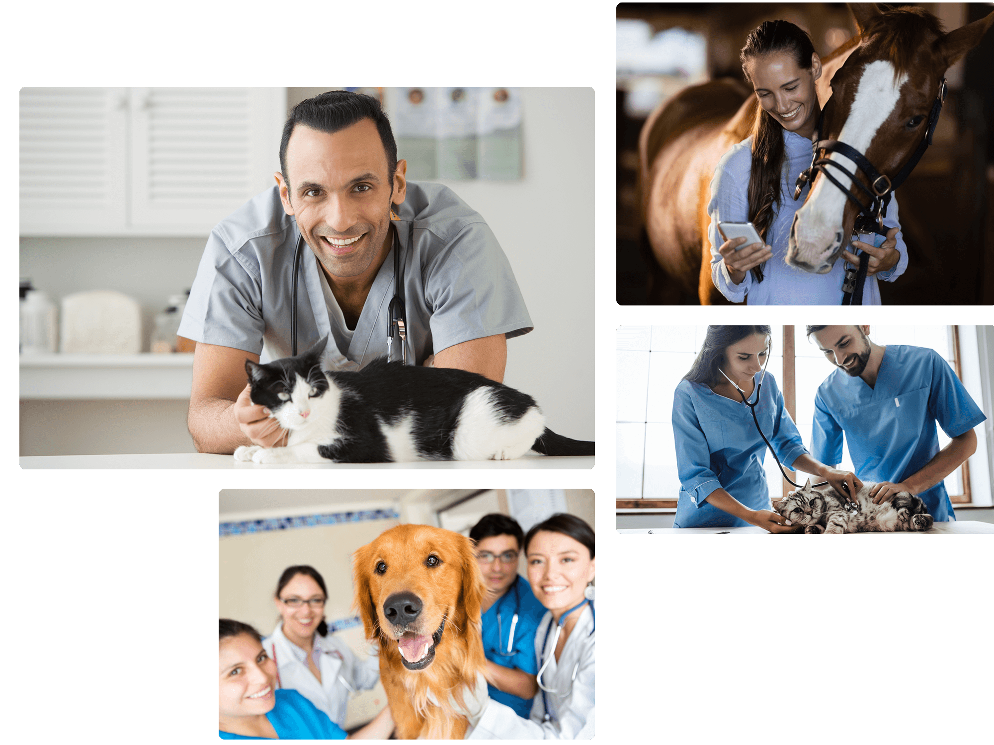 veterinarian marketing